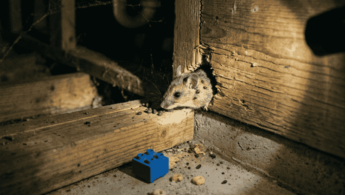 A deer mouse with visible ticks or fleas on its fur peeks out from a hole in wooden wall framing, showing the hidden health risks of untreated pest infestations in Fort Collins homes.
